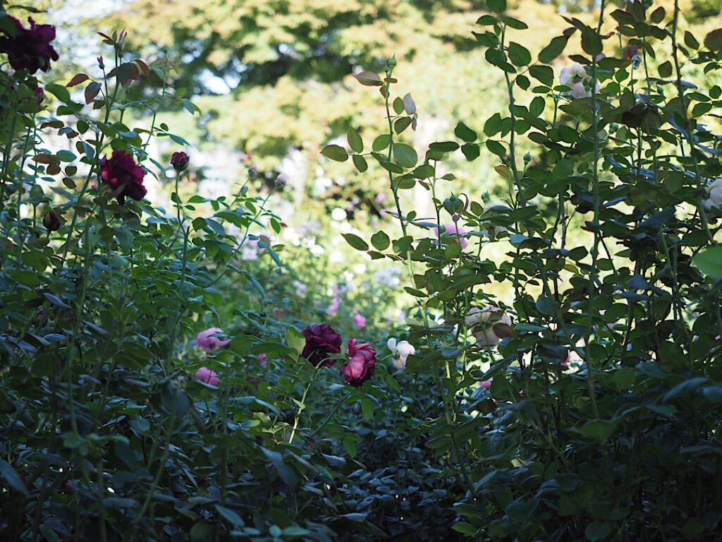 柔らかな日陰で、濃い紫の薔薇が茎と葉に囲まれて咲く落ち着いた雰囲気の花写真 / A calm, atmospheric photo of a deep purple rose blooming in soft shade, encircled by stems and leaves.