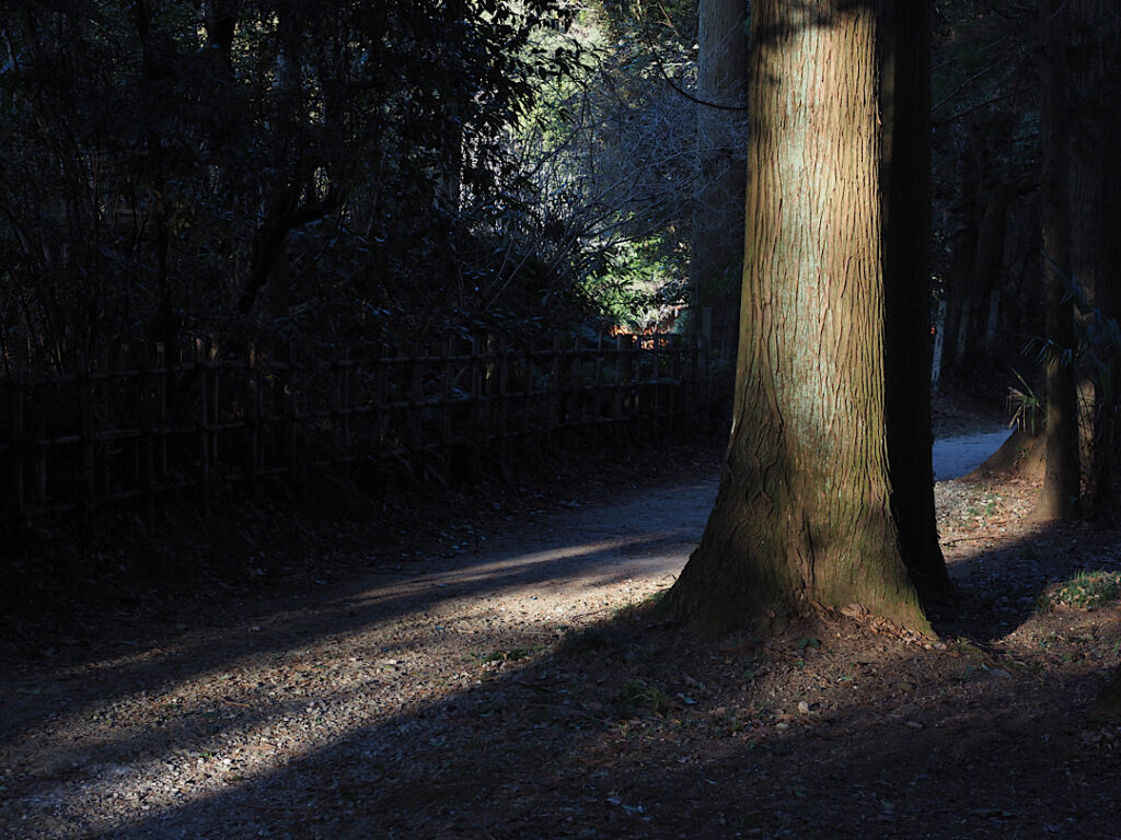 香取神宮の森の光 / The Light in the Forest of Katori Shrine
